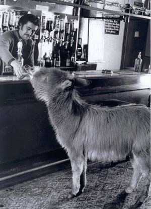 Peppi the donkey in the pub
