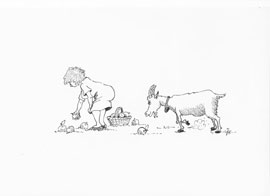 Cartoon of goat preparing t charge at apple-picker