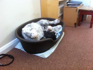 Office Assistant having a snooze