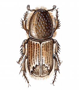 Illustration of Ips typographus, the eight-toothed spruce bark beetle
