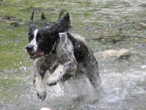 Photo of Matty, English Springer Spaniel, splashing through a river