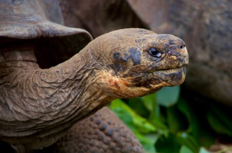 Photograph of a giant tortoise from the Galapagos islands